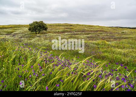 Beau paysage avec des prairies de fleurs sauvages, des rivières et des cascades dans le Parque Natural do Vale do Guadiana, près de Mertola, Portugal, Alentejo Banque D'Images