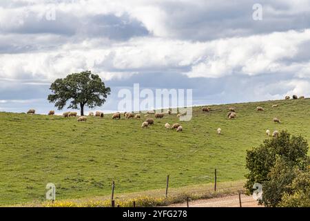 Beau paysage avec des prairies de fleurs sauvages, des rivières et des cascades dans le Parque Natural do Vale do Guadiana, près de Mertola, Portugal, Alentejo Banque D'Images