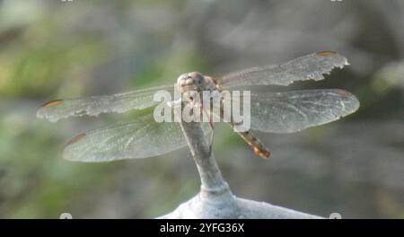 Skimmers tropicaux King (Orthemis) Banque D'Images