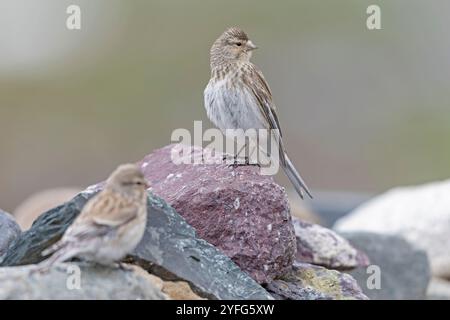 twite (Linaria flavirostris) perché sur un rocher. Banque D'Images