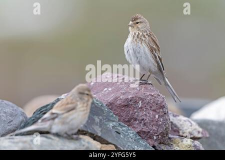 twite (Linaria flavirostris) perché sur un rocher. Banque D'Images