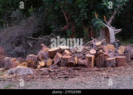 Couper du bois de chauffage pour la préparation hivernale. Couper un arbre Banque D'Images