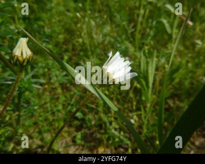 Marguerite Oxeye (Leucanthemum ircutianum) Banque D'Images