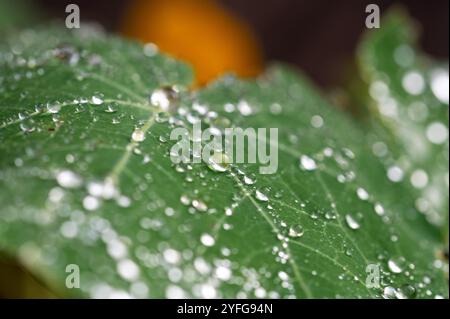 Gros plan de la feuille verte de Nasturtium avec des perles d'eau dessus. Nasturtium officinale Banque D'Images