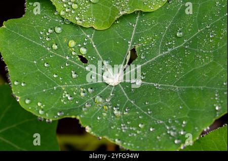 Gros plan de la feuille verte de Nasturtium avec des perles d'eau dessus. Nasturtium officinale Banque D'Images