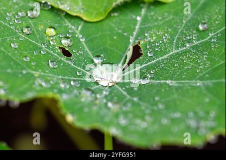 Gros plan de la feuille verte de Nasturtium avec des perles d'eau dessus. Nasturtium officinale Banque D'Images