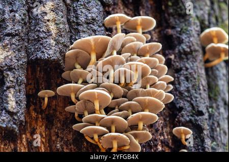 Champignons Hypholoma, éventuellement touffes de soufre (Hypholoma fasciculare), sur un arbre de la New Forest à l'automne montrant les branchies Banque D'Images