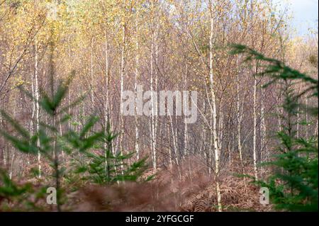 Taillis de bouleaux argentés bien éclairés en automne dans la New Forest, en Angleterre. Betula pendula Banque D'Images