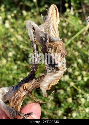 Everglades Racer (Coluber constrictor paludicola) Banque D'Images