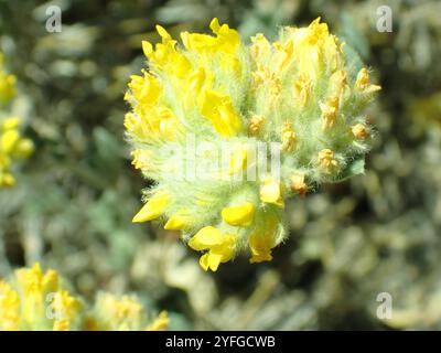 Trèfle argenté (Acmispon argophyllus) Banque D'Images