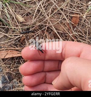 Mouche soldat australienne sans ailes (Boreoides subulatus) Banque D'Images