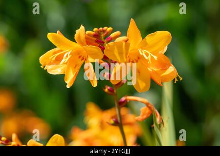 Gros plan des fleurs de Columbus montbretia (crocosmia x crocosmiiflora) en fleurs Banque D'Images