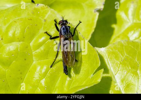 Photo macro d'un voleur, Eutolmus rufibarbis, avec des parties buccales clairement visibles, une tête et un milieu de corps velus et des ailes transparentes debout sur une feuille Banque D'Images