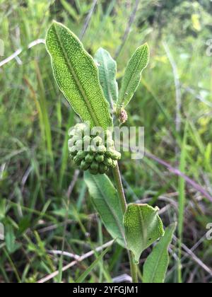 Asclépias de comète verte (Asclepias viridiflora) Banque D'Images