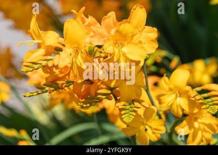 Gros plan des fleurs de Columbus montbretia (crocosmia x crocosmiiflora) en fleurs Banque D'Images