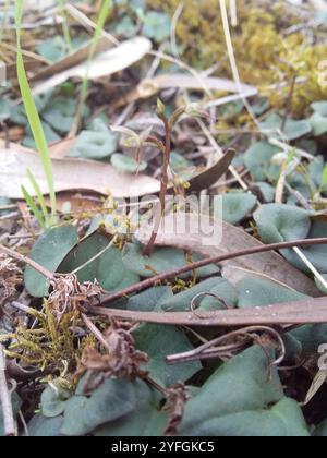 Petite moustique-orchidée (Acianthus pusillus) Banque D'Images