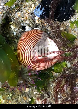 Escargot supérieur à anneaux bleus (Calliostoma ligatum) Banque D'Images