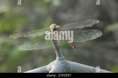 Skimmers tropicaux King (Orthemis) Banque D'Images