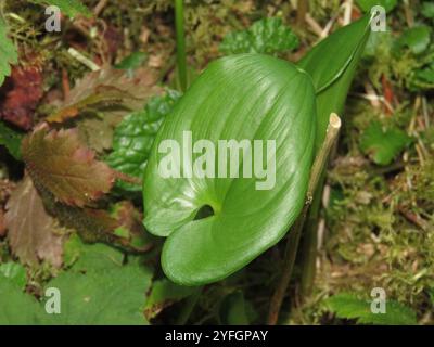 Lis occidental de la vallée (Maianthemum dilatatum) Banque D'Images