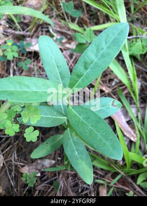 Asclépias de comète verte (Asclepias viridiflora) Banque D'Images