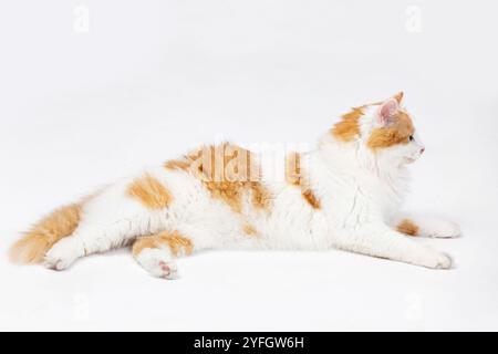 Un adorable chat orange et blanc gît gracieusement sur un fond blanc propre, à l'air charmant Banque D'Images