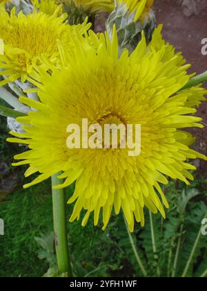 Pissenlit géant (Sonchus acaulis) Banque D'Images