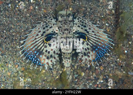 Un jeune gurnard oriental insolite, Dactyloptena orientalis, rampant au-dessus d'un fond marin sablonneux dans le détroit de Pantar, près d'Alor, en Indonésie. Banque D'Images