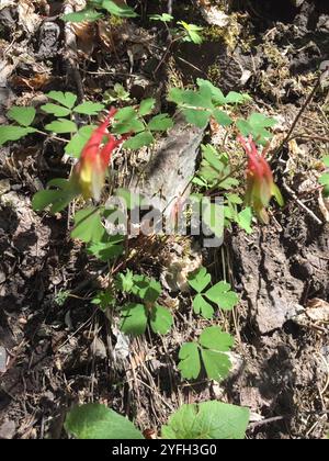 colonne rouge occidentale (Aquilegia elegantula) Banque D'Images