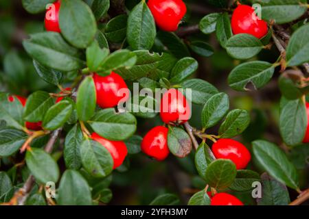 Cotoneaster horizontalis gros plan. Branches avec des baies rouges et des feuilles vertes fond d'automne. Cotoneaster dammeri « Coral Beauty » Banque D'Images