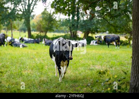 Vache regardant sur le champ vert. Ferme de campagne avec vache. Vache mature à la prairie. Vache dans un champ herbeux à la ferme Banque D'Images