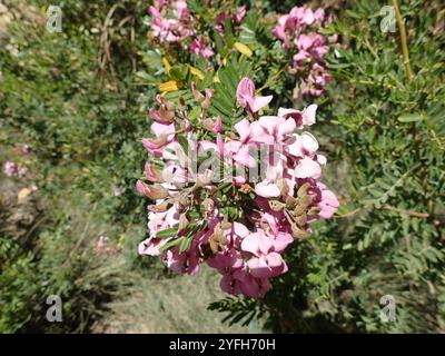 Gardenroute Keurboom (Virgilia divaricata) Banque D'Images