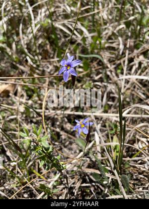 Herbe stricte aux yeux bleus (Sisyrinchium montanum) Banque D'Images