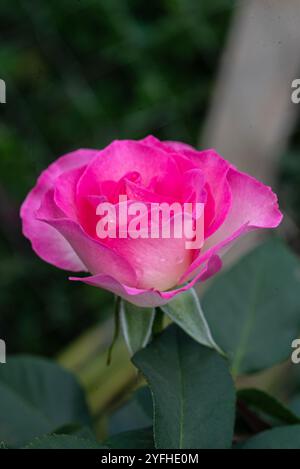 Rose française ( Rosa gallica) - Kampala Ouganda Banque D'Images