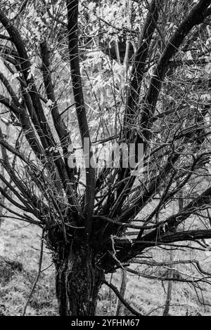 Branche d'arbre abstraite en noir et blanc Banque D'Images