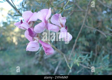 Gardenroute Keurboom (Virgilia divaricata) Banque D'Images