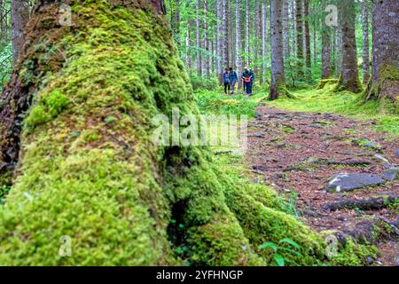 Randonnée dans la forêt à côté de l'Allt na Calliche à Invergarry Banque D'Images