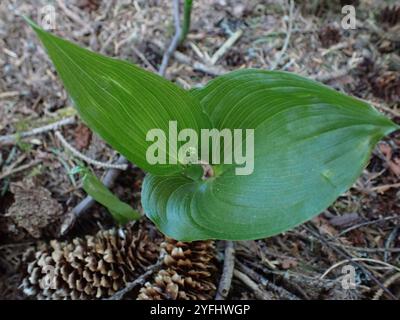 Lis occidental de la vallée (Maianthemum dilatatum) Banque D'Images