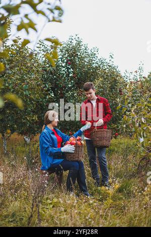 Une femme et un homme travaillent dans un verger de pommiers, elle cueille des pommes, il tient une boîte. Les jeunes récoltent des pommes, heureux d'avoir une récolte riche. Apple Banque D'Images