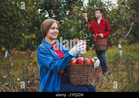 Une femme et un homme travaillent dans un verger de pommiers, elle cueille des pommes, il tient une boîte. Les jeunes récoltent des pommes, heureux d'avoir une récolte riche. Apple Banque D'Images