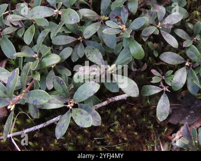 Baies et manzanitas (Arctostaphylos) Banque D'Images