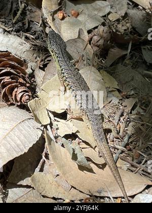 Lézard alligator du Nord (Elgaria coerulea) Banque D'Images