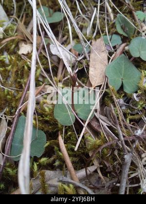 Petite moustique-orchidée (Acianthus pusillus) Banque D'Images