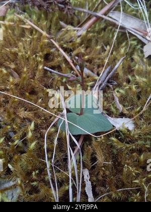 Petite moustique-orchidée (Acianthus pusillus) Banque D'Images