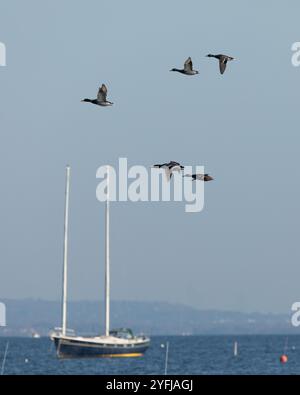 Cinq canards colverts survolent la baie de Raritan dans le New Jersey par une belle journée d'automne. Banque D'Images