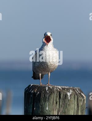 Un jeune goéland à bec annulaire bâille alors qu'il se perche sur un empilement près de Raritan Bay dans le New Jersey. Banque D'Images