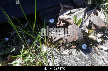 Escargot de la lande orientale (Xerolenta obvia) Banque D'Images