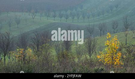 Paysage agricole arable ondulé, photographié en automne en Moravie du sud en République tchèque. La région est connue sous le nom de Toscane morave. Banque D'Images