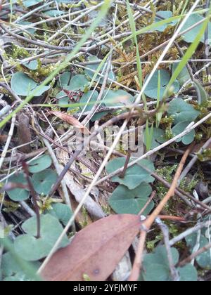 Petite moustique-orchidée (Acianthus pusillus) Banque D'Images