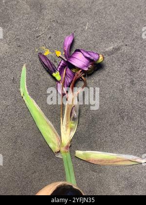 Herbe aux yeux bleus de l'Idaho (Sisyrinchium idahoense) Banque D'Images