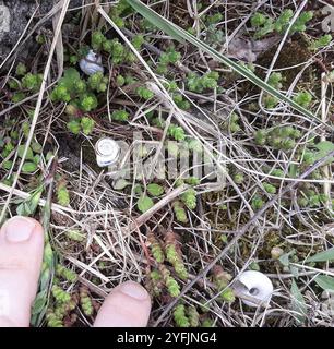 Escargot de la lande orientale (Xerolenta obvia) Banque D'Images